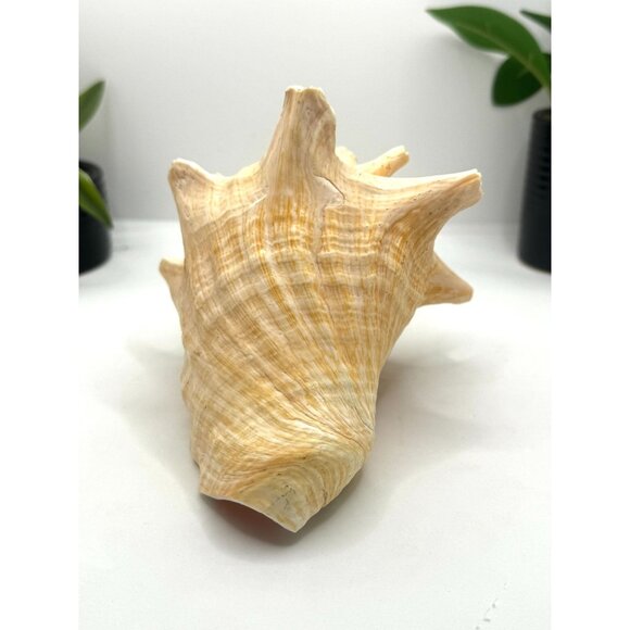 Large Natural Conch Shell Coastal Decor Beach Themed Home Accent Nautical Displa - Picture 6 of 8